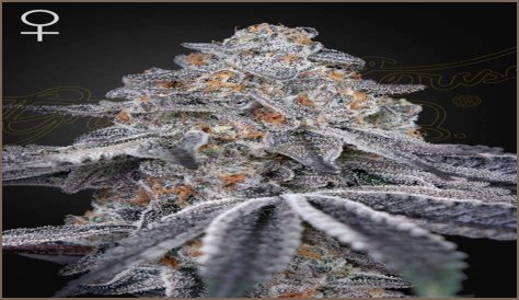 Dosidos x Holy Punch Genetics