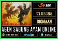 Kelebihan dan Kelemahan Penyelenggaraan Agen Sabung Ayam SV388, Awalnya Tradisional Lalu ke Dunia Digital
